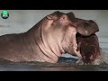 15 Fierce Attacks Demonstrate The Hippo's Dominating Power | Animal World