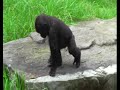 Baby Gorilla Hasani @ San Francisco Zoo