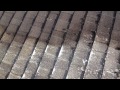 Gloeocapsa Magma Roof Stains In Bellingham WA