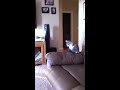 Cat chasing his tail