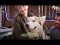 Starving Husky Nearly Gives Up Until A Miracle Happens | The Dodo