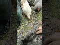 chickens feeding frenzy