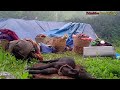 Most Peaceful Nepali Mountain Village into the Rain | Nepali Shepherd Life | Primitive Rural Village