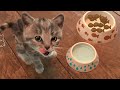 LITTLE KITTEN ADVENTURE - FUNNY PET GAME AND CARTOON KITTEN CARE VIDEO