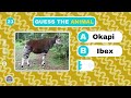 Guess The Animal Quiz 🦁🐧🐍 |  25 Animal Quiz 🧠
