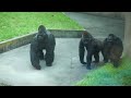 Gorillas patrolling, p 1 - SF Zoo