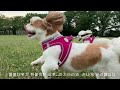 반려견과 함께 뛰어놀기 | 공원에서 뛰어노는 강아지 | Running around with my dogs at the park..