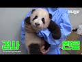 Full Video of Fu Bao’s Birth And Baby Panda Era
