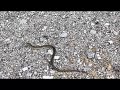 Rough Green Snake in saltwater and Legless lizard