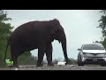 Big wild elephant waiting for food at the Kataragama road !