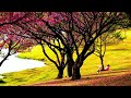 Falling flowers with relaxing piano music | HBP Official