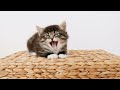 EXTREMELY Soothing Cat Therapy Music - Relax Your Cat! Cat Music - Music to Help Your Kitty Sleep