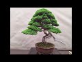 Festival del Bonsai e delle arti Giapponesi - Suiseki & Kusamono 7-9 Giugno 2024 Imperia-Liguria