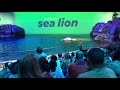 Shedd Aquarium | Aquatic Presentation