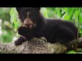 Wild Colombia Revealed | Free Documentary Nature
