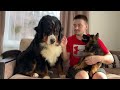 Bernese Mountain Dog Meets German Shepherd Puppy for the First Time