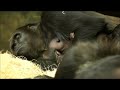 Two Baby Gorillas at Chicago's Lincoln Park Zoo