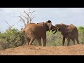 Africa Wildlife 4K - Wonderful wildlife movie with soothing music