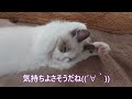 子猫の可愛いポーズ(癒し♡)