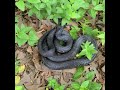 Re-locating a chunky Eastern Rat Snake