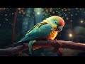 Relaxing Music for Birds - Soothing Lullabies to Calm Parrots, Budgies & MORE 🦜