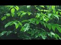 Raindrops on Leaves for Sleep ASMR | 1 Hour of Relaxing Nature Ambience ☔️💦💤#asmr   #rain #nature