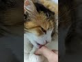 Cat licking my finger, slow motion