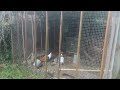 Basic backyard Chickens.