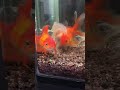 Upside down Goldfish Swim Bladder operation