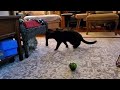 Monster & Rooster playing with their new toy - cats playing