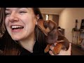 Bringing Home My Puppy - Miniature Dachshund