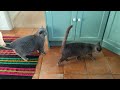 Cats Meowing Asking For Food