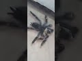 our spider