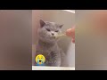 When Cats Are So Silly 😹😆 Best Funny Videos compilation Of The Month ❤️