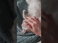 Cat enjoys cuddles in the morning