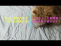 Hitomi, a Persian cat, lies on her back after being brushed in a cool room
