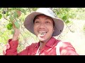 PANEN BUAH PIR LIAR DI HUTAN GRATIS!! MANIS BANGET! DAN NANGKAP TONG GERET !!