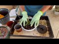 How to plant Leggy Aeonium succulent when its DORMANT #aeoniumsucullen #aeoniumdormancy