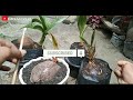 coconut bonsai care after incising roses