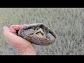 Diamondback Terrapin Found in the Marsh