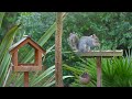 Calming Cat TV 🐿️ Birds & Squirrels Scramble for Food 🕊️ TV For Cat (4K HDR)