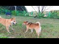 When Jindo Dog Meets Shiba Inu (Funny Reaction)