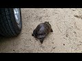 HUGE....😮 Florida Cooter Turtle
