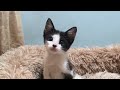 How ferocious rescued kitten grows up: from 0-26 days