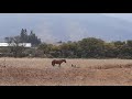 Perro rompiéndole las pelotas a un caballo por 1 minuto