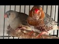 Zebra finch birds pet birds my shed is moved to top roof room