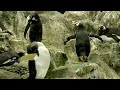 Loro Parque Penguins.mp4