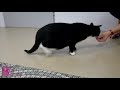 Cat rehabilitation after spine injury. The Spinal Walk System.