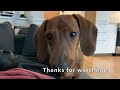 10k subscribers Q&A | Mac DeMini Dachshund