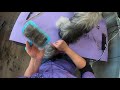 How to Brush Out a Matted Dog